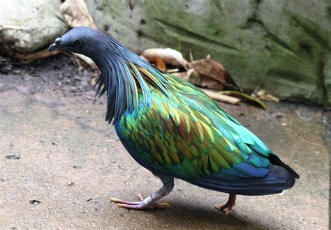 word hike 950|Word Hike Extinct relative of the Nicobar pigeon [ Answer ].